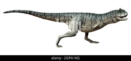 3D Darstellung eines Carnotaurus Sastrei Dinosauriers oder Fleischessens Bull isoliert auf weißem Hintergrund Stockfoto