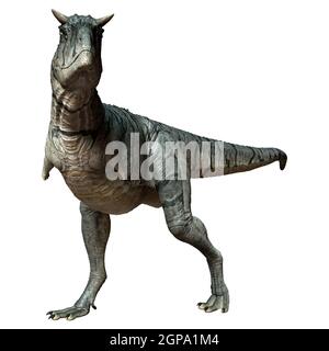 3D Darstellung eines Carnotaurus Sastrei Dinosauriers oder Fleischessens Bull isoliert auf weißem Hintergrund Stockfoto