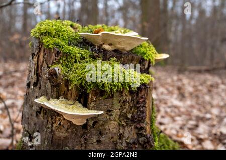 Pilze auf einem mit Moos bedeckten Stumpf Stockfoto