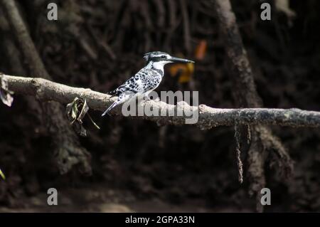 Elster, Ceryle rudis, Pied Kingfisher auf einem Zweig in der Mammut in Kenia Stockfoto
