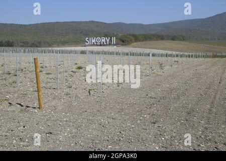 Noworossijsk, Russland - 30. September 2017: Sikory 2 Weinberge in den Hügeln der Sikory Weingut 2. Stockfoto