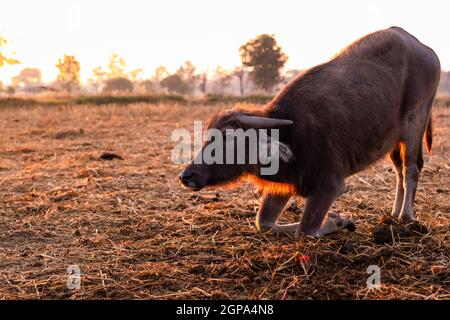 Sumpfbüffel auf einem geernteten Reisfeld in Thailand. Junge Büffel kniet am Morgen auf dem Bauernhof mit Sonnenlicht auf den Boden. Hauswasserbüffel in Stockfoto