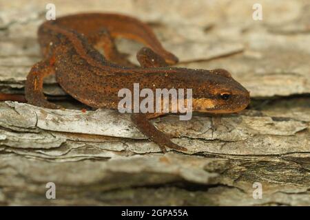 Nahaufnahme eines terrestrischen Subanult-Gemeinen Palmatenmolches, Lissotriton helveticus Stockfoto