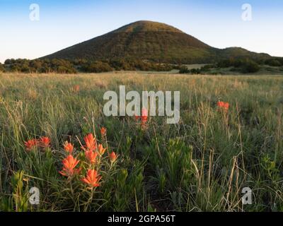 In einer Prärie am Fuße des Capulin Volcano National Monument in New Mexico befinden sich orangefarbene Wildblumen aus dem indischen Paintbrush Stockfoto