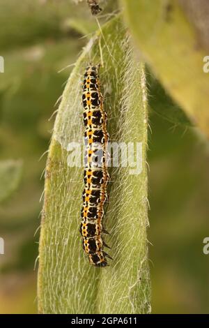 Nahaufnahme der Raupe der seltenen Viper's Bugloss Motte, Ethmia bipunctella Stockfoto