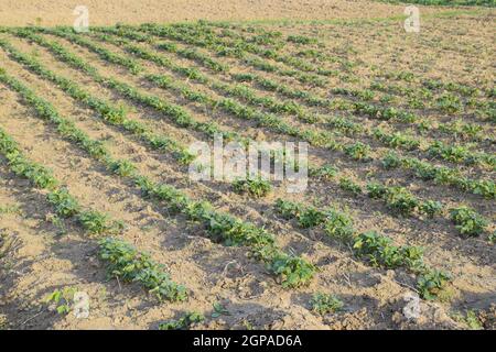 Das Bett junge Triebe von Kartoffeln. Kartoffeln im Garten anbauen. Kartoffel-Bett im Garten. Stockfoto