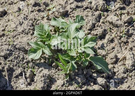 Das Bett junge Triebe von Kartoffeln. Kartoffeln im Garten anbauen. Kartoffel-Bett im Garten. Stockfoto