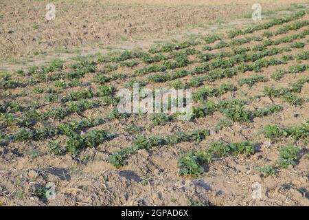 Das Bett junge Triebe von Kartoffeln. Kartoffeln im Garten anbauen. Kartoffel-Bett im Garten. Stockfoto
