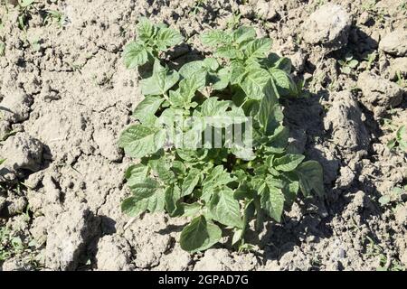 Das Bett junge Triebe von Kartoffeln. Kartoffeln im Garten anbauen. Kartoffel-Bett im Garten. Stockfoto