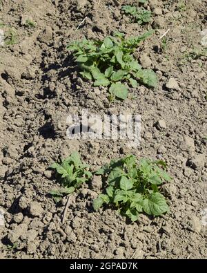 Das Bett junge Triebe von Kartoffeln. Kartoffeln im Garten anbauen. Kartoffel-Bett im Garten. Stockfoto