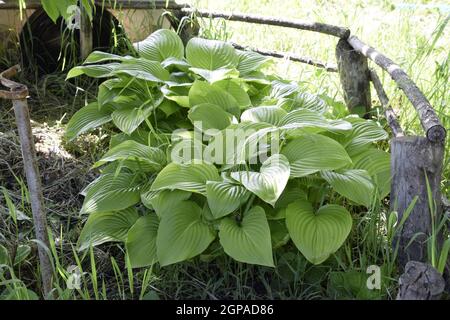 Breite Krempe Hosta (Wegerich Lilie) Stockfoto