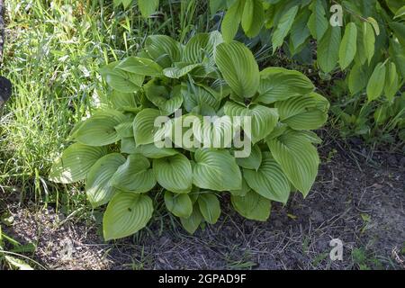 Breite Krempe Hosta (Wegerich Lilie) Stockfoto