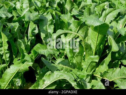 Anlage Meerrettich. Würzige Pflanzen im Garten. Meerrettich ist in den Garten Stockfoto