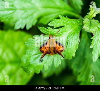 Volle Foto mit einem scharfen Nahaufnahme von einem Skipper Hesperiidae Schmetterling mit einem Makro Objektiv aufgenommen. Schmetterling rot gefärbt, saß auf einem grünen Blatt. Jetzt können Sie cro Stockfoto