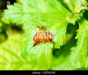 Schmetterling rot gefärbt, saß auf einem grünen Blatt Stockfoto