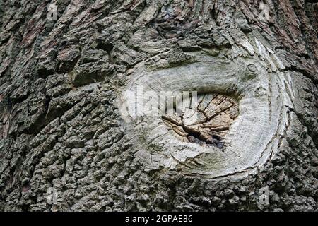 Alte Baumchirurgie Ast beschneiden Wundnarbe, wo die Rinde geheilt hat, aber mit dem Kernholz sichtbar. Stockfoto