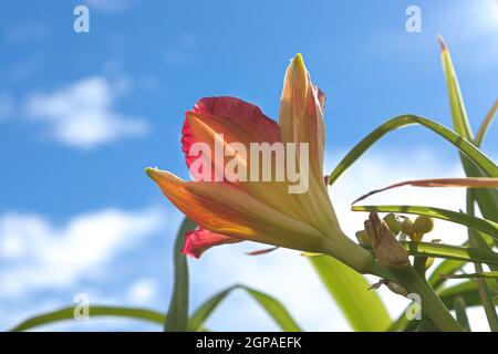 Seitenansicht einer Taglilienblüte vor einem Himmelshintergrund. Stockfoto