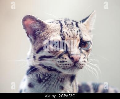 Die Margay, Leopardus wiedii, ist eine kleine Wildkatze aus Mittel- und Südamerika. Eine einsame und nachtaktive Katze, lebt hauptsächlich in primären immergrünen Stockfoto