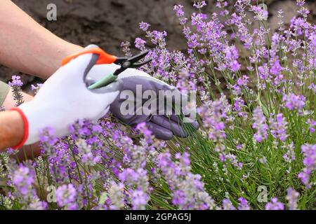 Landwirt kümmert sich um schöne Lavendel Feld, Nahaufnahme Stockfoto