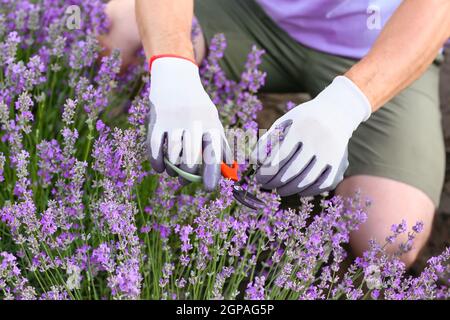Landwirt kümmert sich um schöne Lavendel Feld, Nahaufnahme Stockfoto