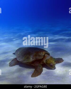 Karettschildkröte (Caretta caretta) sucht im Ningaloo Reef Marine Park, Westaustralien, nach Beutetieren von Wirbellosen, die im Sandboden begraben sind Stockfoto