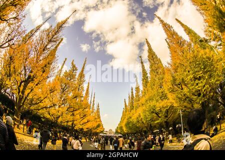 Ginkgo Schrein äußeren Garten Ginkgo Reihe von Bäumen. Aufnahmeort: Metropolregion Tokio Stockfoto