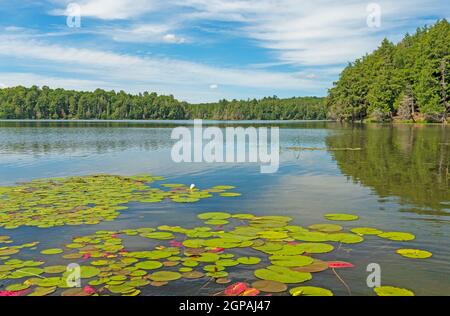 Schöner Sommertag in den Great North Woods am Crooked Lake in der Sylvania Wilderness in Michigan Stockfoto