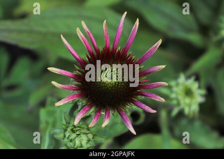 Makro von Nadelblumen in voller Blüte im späteren Sommer. Stockfoto