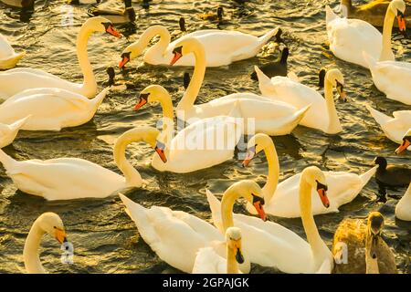 Stockholm Lira See Swan County. Drehort: Schweden, Stockholm Stockfoto