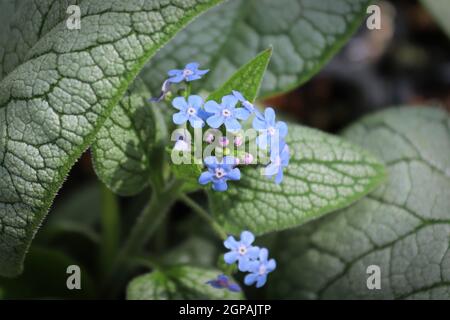 Zarte blaue und violette Blüten auf einem Forget-Me-Not. Stockfoto