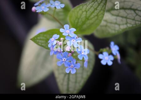 Zarte blaue und violette Blüten auf einem Forget-Me-Not. Stockfoto