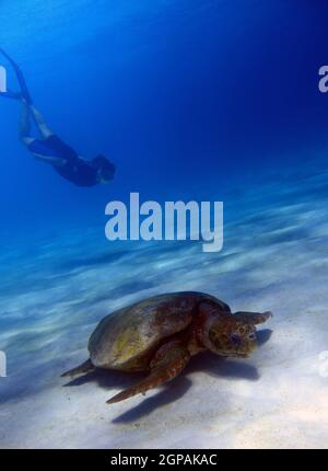 Schnorchler mit Loggerhead-Schildkröte (Caretta caretta), Ningaloo Reef Marine Park, Western Australia. Nein, MR Stockfoto