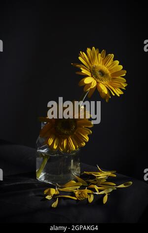 Gerbera Blumen Stillleben Fotografie Stockfoto