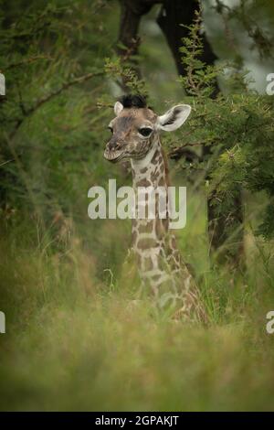 Baby Masai Giraffe in Büschen liegend Stockfoto