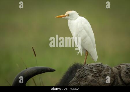 Kuhreiher steht auf dem Kopf des Büffels Stockfoto