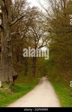 Nicht erkennbare Wanderer wandern auf einem kleinen Feldweg in den Frühlingswäldern im Park nahe der Stadt, aufgenommen in Stuttgart, Baden Wuttenberg, Deutschland Stockfoto