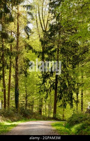 Kleine Dirt Track macht eine im Frühling Wälder im Park in der Nähe der Stadt Bend, in helles Licht in Stuttgart, Baden Wuttenberg, Deutschland Stockfoto