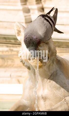 Taubenwasser aus einem dekorativen Brunnen in Siena. Italien Stockfoto