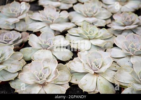 Miniatur Sukkulente echeveria Pflanzen in einem Topf Nahaufnahme Draufsicht Stockfoto