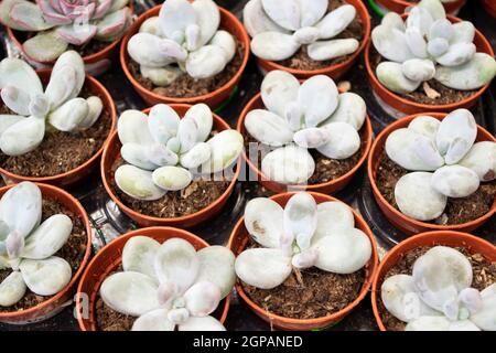 Miniatur grüne Sukkulenten, Echeveria oder Sedum Sukkulent Draufsicht aus der Nähe Stockfoto