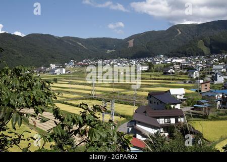 Nozawa onsen, Nagano, Japan, 2021-26-09 , Reisfelder in Nozawaonsen Stockfoto