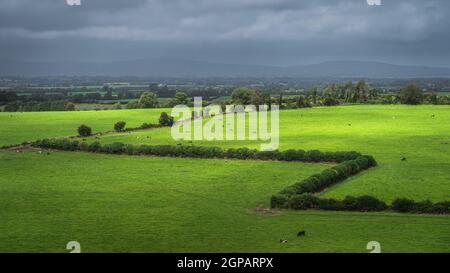 Viehherde grast und ruht auf frischem Grünfeld oder Weide mit dunklem, launischen Himmel im Hintergrund, Grafschaft Tipperary, Irland Stockfoto