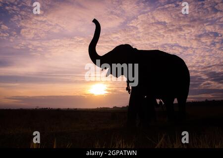 Ein Elefant, stehend auf einem Reisfeld in den Morgen. Elefant Dorf im Nordosten von Thailand, schöne Beziehung zwischen Mensch und Elefant. Stockfoto