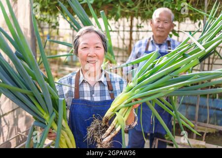 Happy Senior paar Bauer zeigt frisches grünes Gemüse in der Gemüsegarten Stockfoto