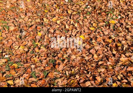 Strukturelle Hintergrund von gefallenen Blätter einer Pappel. Ein Teppich von Laub im Herbst. Die wurde Gelb Herbst trockene Blätter einer Pappel Stockfoto