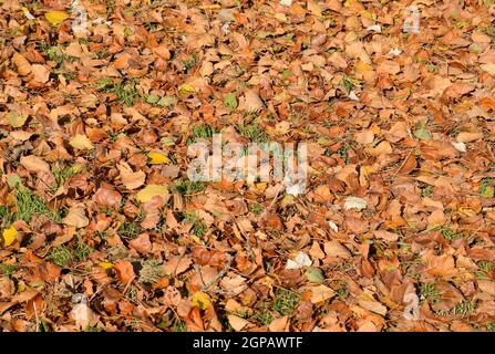 Strukturelle Hintergrund von gefallenen Blätter einer Pappel. Ein Teppich von Laub im Herbst. Die wurde Gelb Herbst trockene Blätter einer Pappel Stockfoto