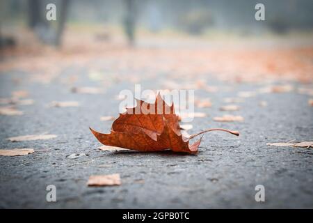 Perspektivische Ansicht Nahaufnahme mit geringer Schärfentiefe mit Braun Tote Blatt auf Stadtparkallee im Herbst Stockfoto