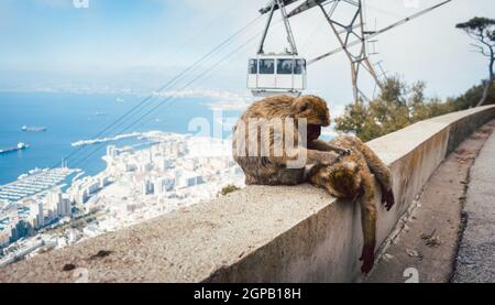 Affen auf dem Gibraltar-Felsen mit der Seilbahn im Hintergrund, die ihr Ding macht Stockfoto