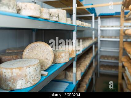 Regal steht mit Köpfen von Ziegenkäse in Reifkammer auf Käserei Stockfoto