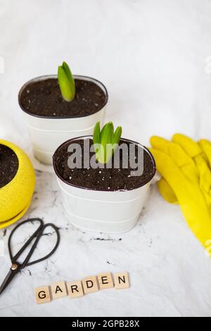 Verpflanzte Hyazinthen in neuen Töpfen, vor dem Hintergrund der Gartengeräte, gelbe Handschuhe. Die Inschrift ist Garten Stockfoto